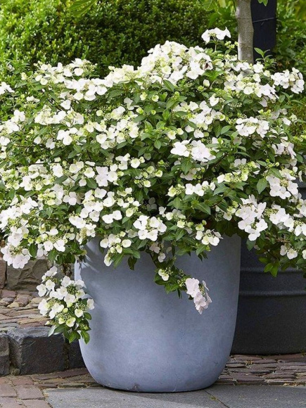 Гортензия Сбежавшая невеста (Runaway Bride) гибридная купить с доставкой