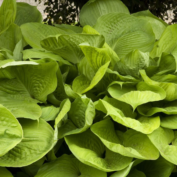 Хоста Сам энд Сабстенс (Sum and Substance) [XL] купить с доставкой