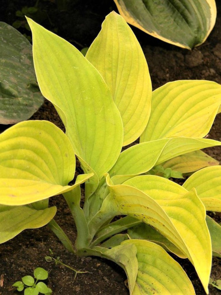 Хоста Санни Халцион (Sunny Halcyon) [M] купить с доставкой