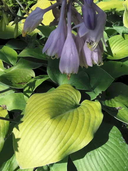 Хоста Санни Халцион (Sunny Halcyon) [M] купить с доставкой