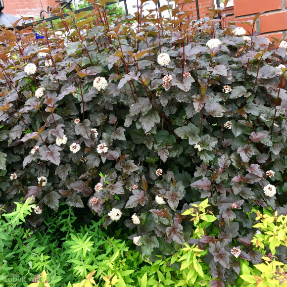 Пузыреплодник Дьяболо (Diabolo) купить с доставкой