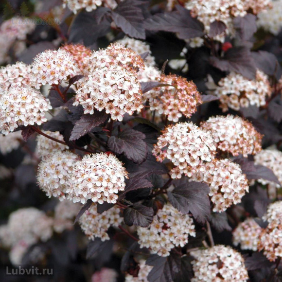 Пузыреплодник Дьяболо (Diabolo) купить с доставкой