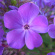 Флокс Птица Сирин купить с доставкой