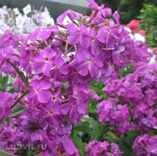 Флокс Птица Сирин