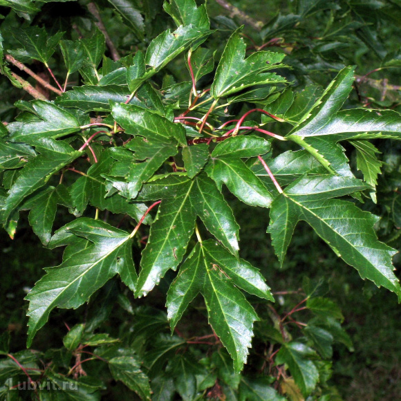 Клен Гиннала (Ginnala) купить с доставкой