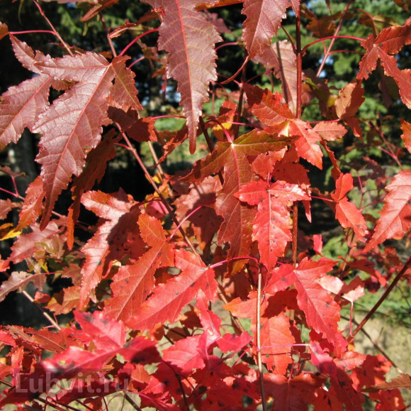 Клен Гиннала (Ginnala) купить с доставкой