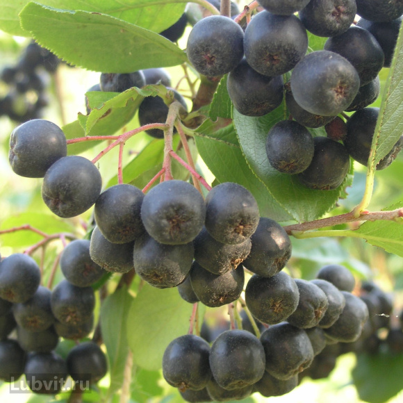Рябина Неро купить с доставкой