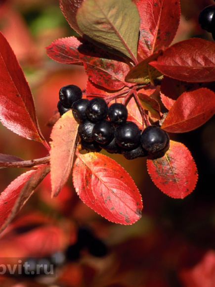 Рябина Неро купить с доставкой