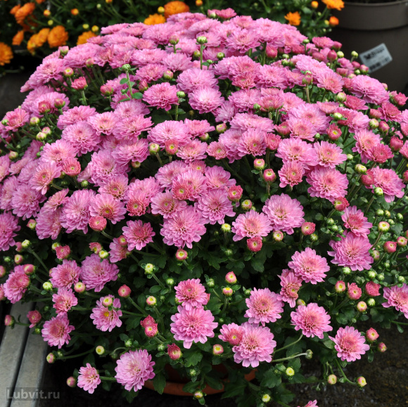 Хризантема мультифлора Дастин Пинк (Dustin Pink) купить с доставкой