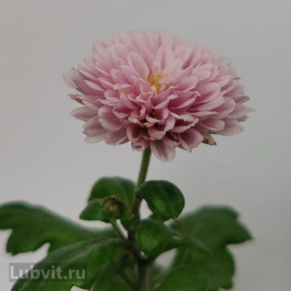 Хризантема мультифлора Дастин Пинк (Dustin Pink) купить с доставкой