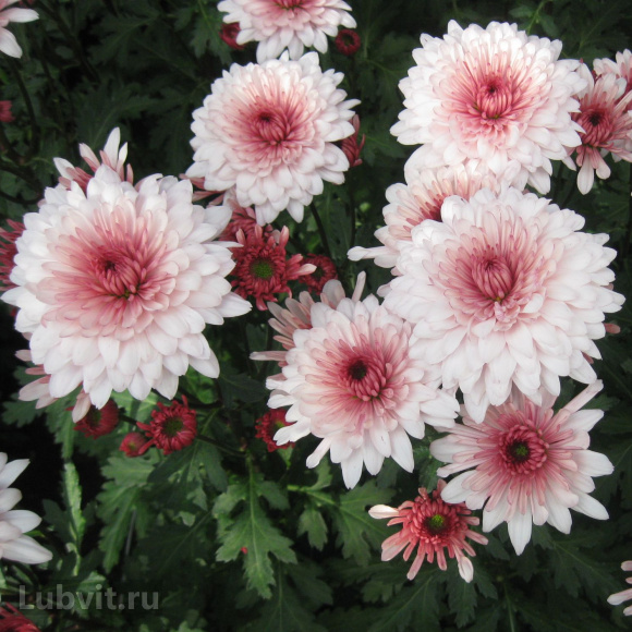 Хризантема мультифлора Дастин Пинк (Dustin Pink) купить с доставкой