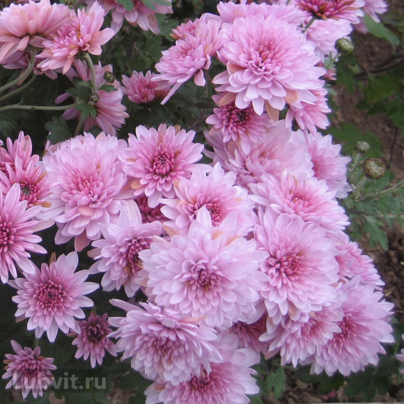 Хризантема мультифлора Дастин Пинк (Dustin Pink) купить с доставкой