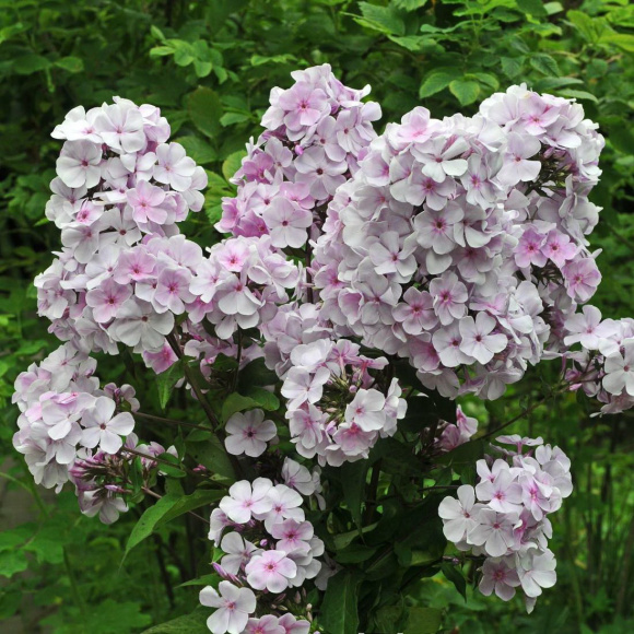 Флокс Баловень купить с доставкой