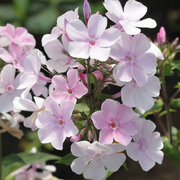 Флокс Баловень купить с доставкой