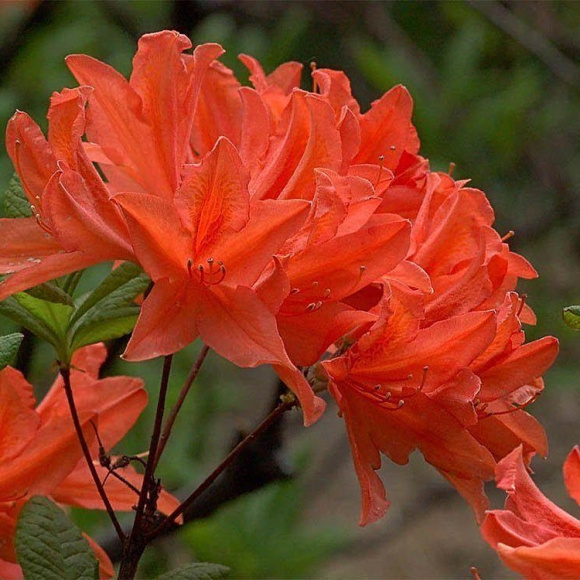 Рододендрон Японский Оранжевый купить с доставкой