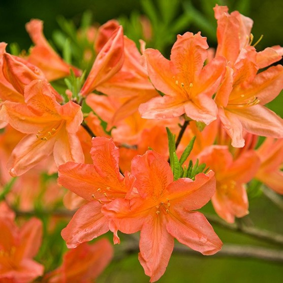 Рододендрон Японский Оранжевый купить с доставкой