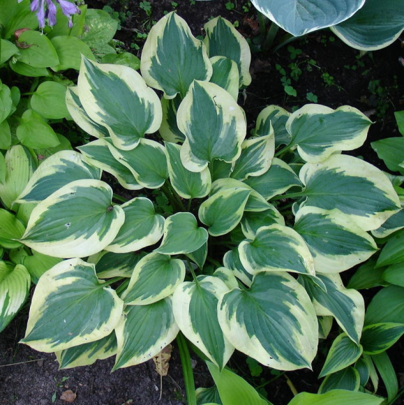 Хоста Пилигрим (Pilgrim) [S] купить с доставкой