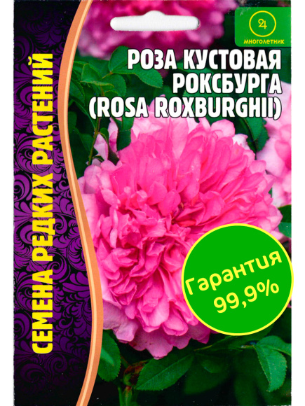 Роза кустовая Роксбурга [Семена редких растений] купить с доставкой