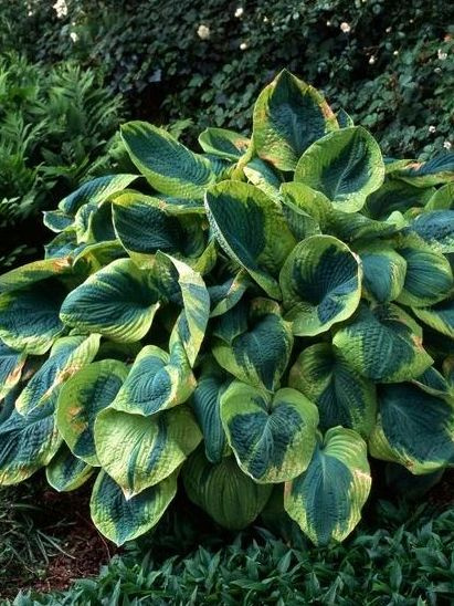 Хоста Фрэнсис Уильямс (Frances Williams) [L] купить с доставкой