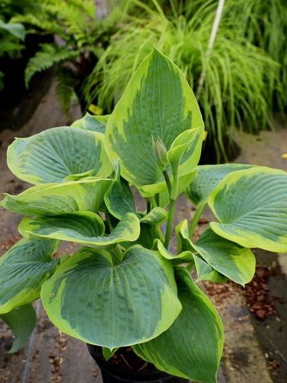 Хоста Фрэнсис Уильямс (Frances Williams) [L] купить с доставкой