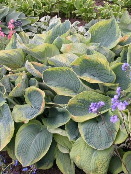 Хоста Фрэнсис Уильямс (Frances Williams) [L] купить с доставкой