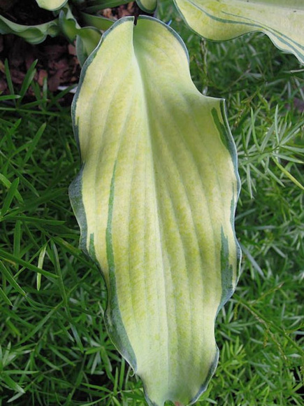 Хоста Риппл Эффект (Ripple Effect) [M] купить с доставкой