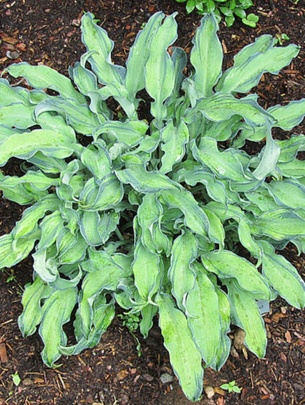 Хоста Риппл Эффект (Ripple Effect) [M] купить с доставкой