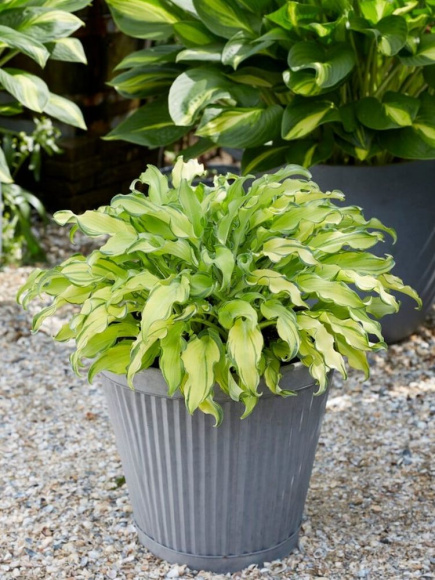 Хоста Риппл Эффект (Ripple Effect) [M] купить с доставкой