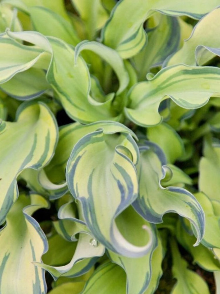 Хоста Риппл Эффект (Ripple Effect) [M] купить с доставкой