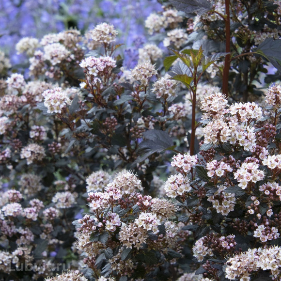Пузыреплодник Литтл Джокер (Little Joker) купить с доставкой