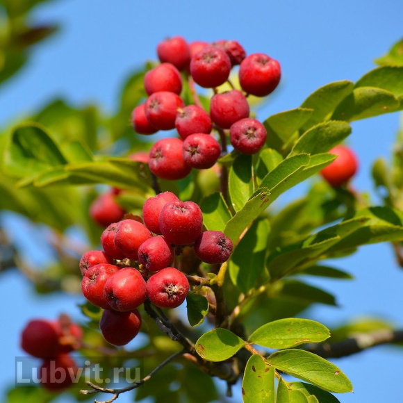 Рябина Титан купить с доставкой