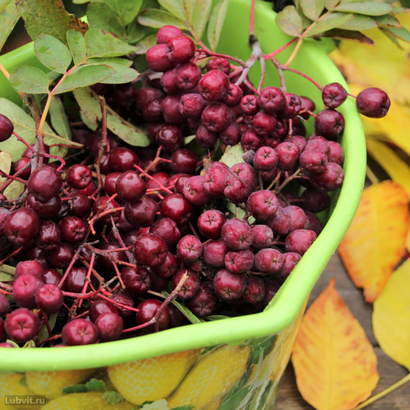 Рябина Титан купить с доставкой