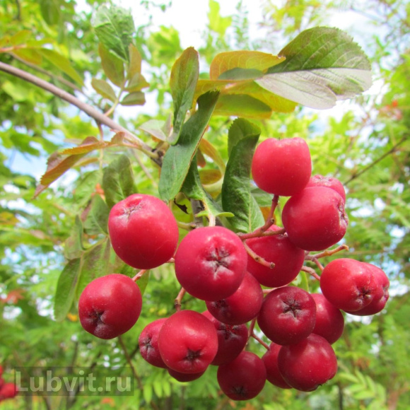 Рябина Титан купить с доставкой