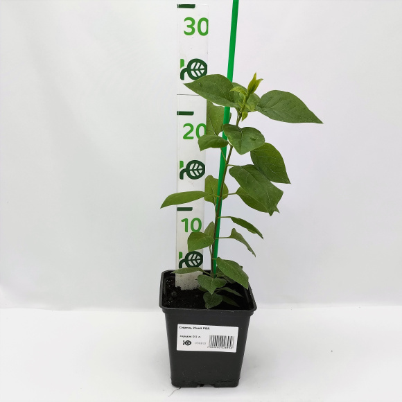 Сирень Иней PBR купить с доставкой