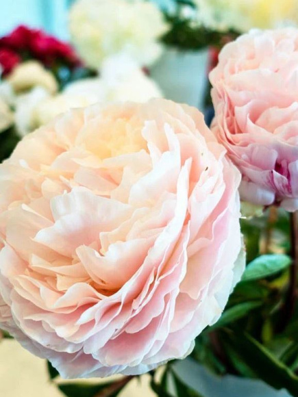 Пион Соланж (Solange) купить с доставкой