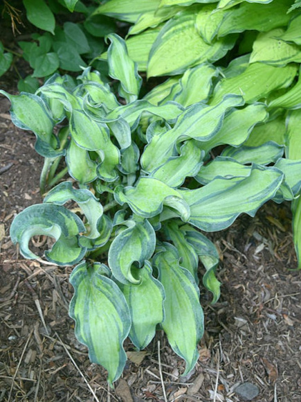 Хоста Гравити Рокс (Gravity Rocks) [S] купить с доставкой