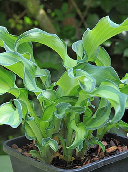 Хоста Гравити Рокс (Gravity Rocks) [S] купить с доставкой