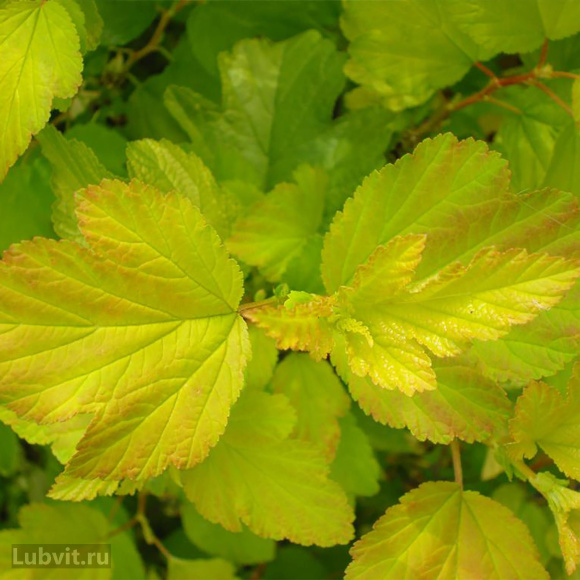 Пузыреплодник Лютеус (Luteus) купить с доставкой