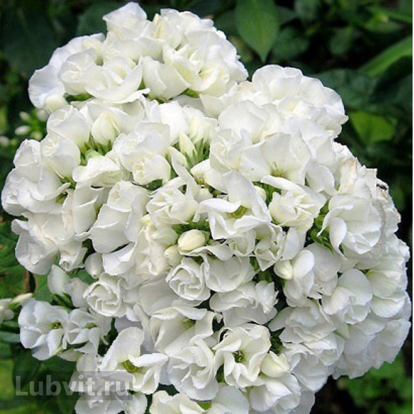 Флокс Тиара (Tiara) купить с доставкой