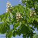 Каштан конский (Aesculus) купить с доставкой