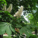 Каштан конский (Aesculus) купить с доставкой