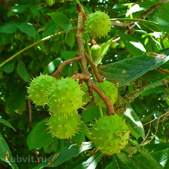 Каштан конский (Aesculus) купить с доставкой