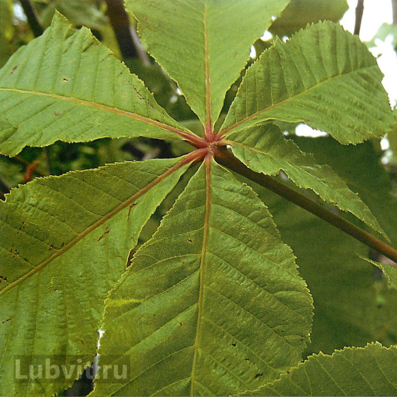 Каштан конский (Aesculus) купить с доставкой