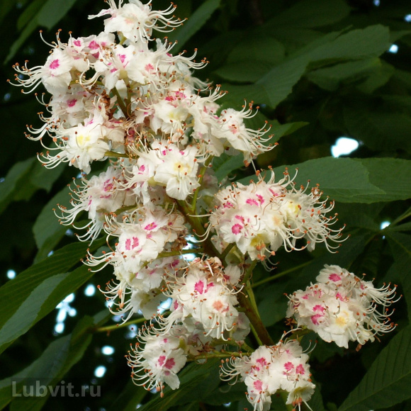 Каштан конский (Aesculus) купить с доставкой