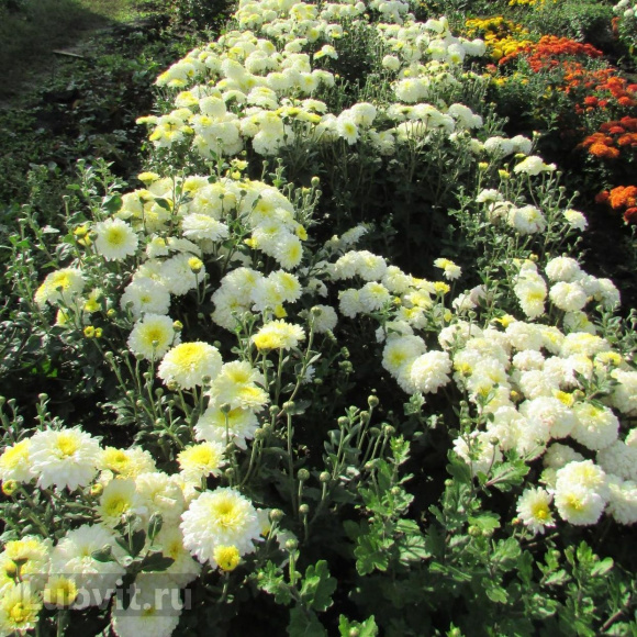 Хризантема корейская Вероника купить с доставкой