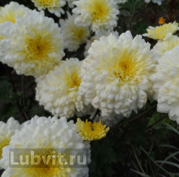 Хризантема корейская Вероника купить с доставкой