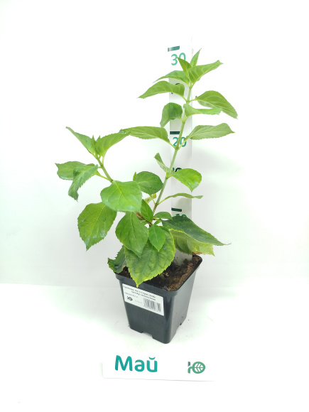 Гортензия Литл Спуки (Little Spooky) метельчатая купить с доставкой