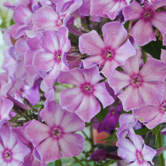 Флокс Данила-Мастер купить с доставкой