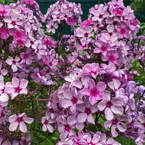 Флокс Данила-Мастер купить с доставкой