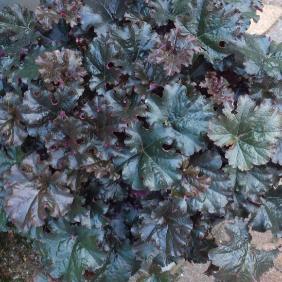 Гейхера Ворлд Кафе Эспрессо (World Caffe Espresso) купить с доставкой